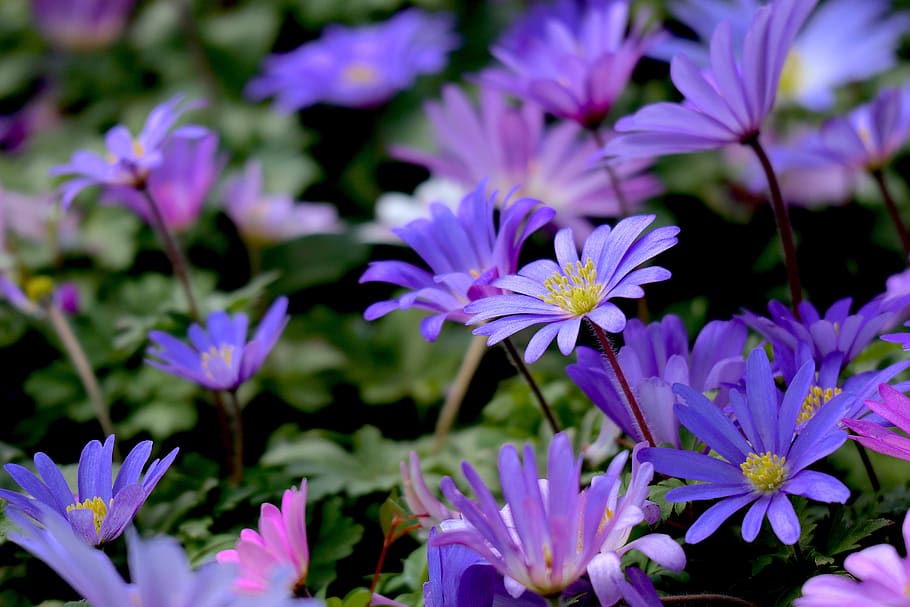 wood anemone, spring flower, close up, purple, the beginning of spring, spring, flower, forest plant, flowering plant, freshness