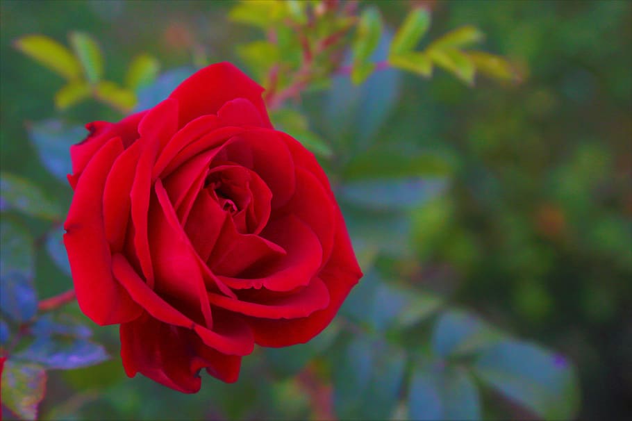 rosa, rojo, naturaleza, belleza, amor, romántico, floreciente, hermoso, olor, las hojas son