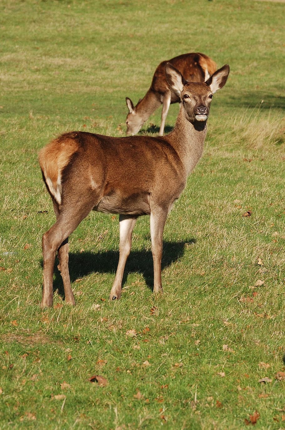 Red Deer, Cervus Elaphus, deer, richmond park, wildlife, hind, grass, animal themes, animal wildlife, animals in the wild