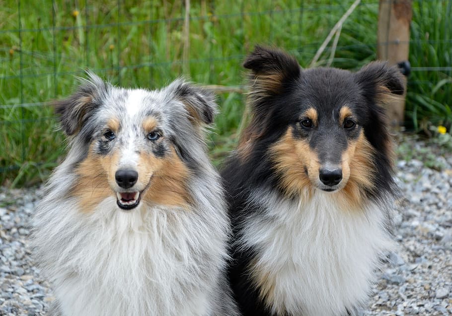 dog, dogs, shetland sheepdog, female blue merle, male tricolor, pets, sweet loving affectionate, portrait, tender, affectionate