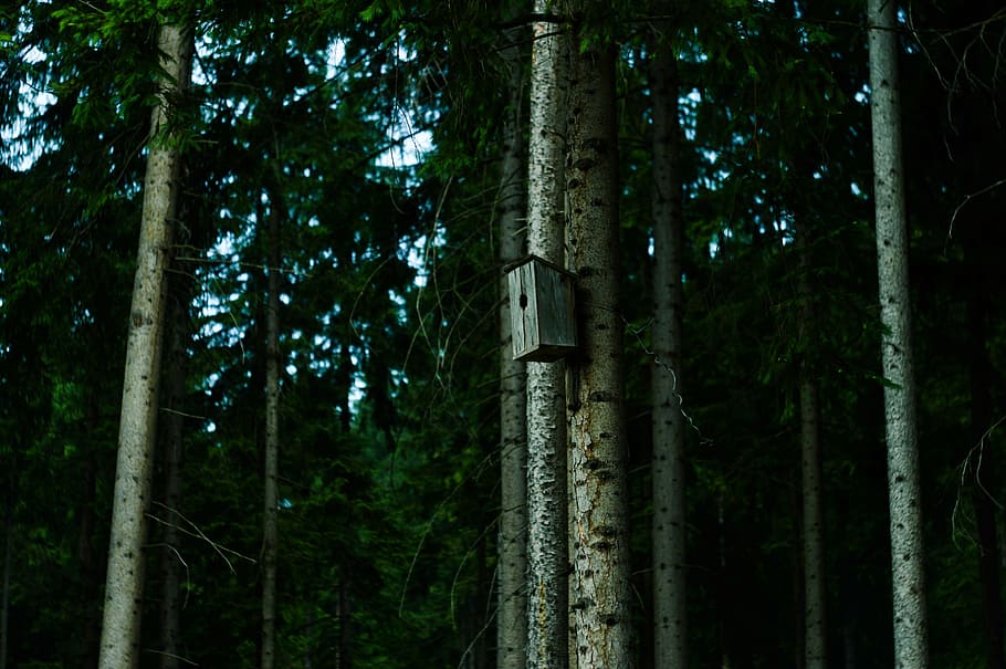 gray, birdhouse, tree trunk, green, brown, trees, plant, forest, nature, tree