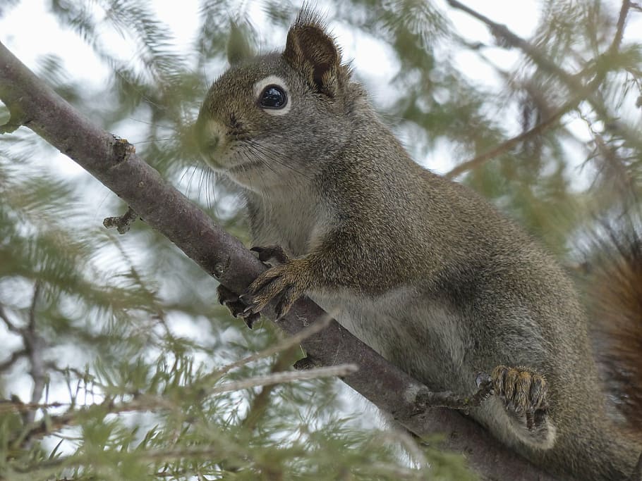 squirrel, animal, forest, branch, tree, nature, mammal, wild life, watching, beware