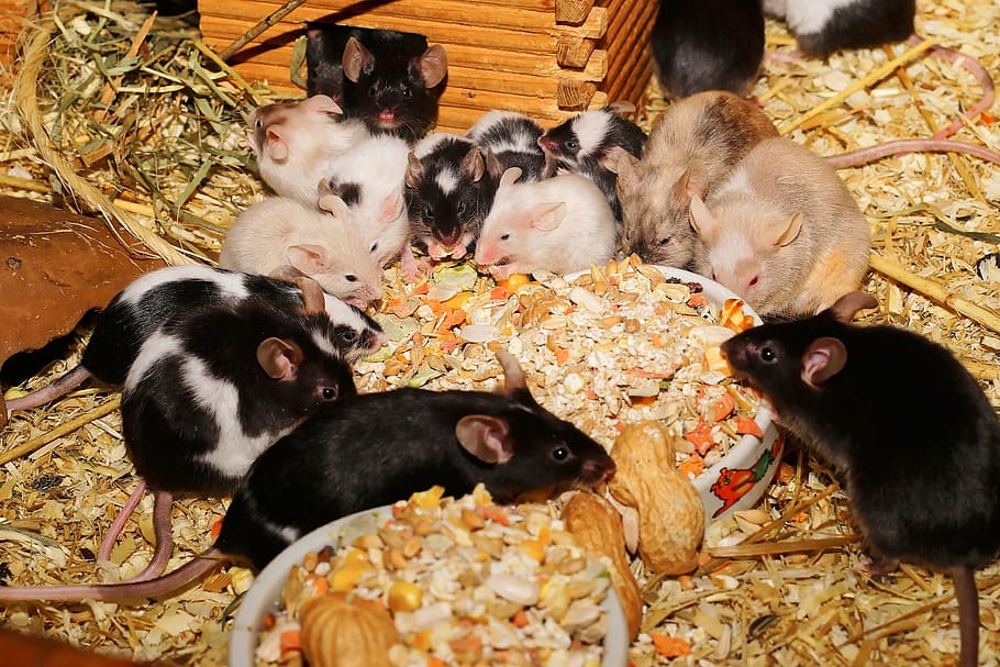 mice, farbmäuse, cute, sweet, tame, kulleraugen, button eyes, mammals, rodents, animals