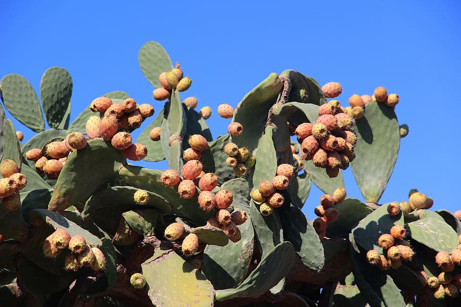 cactus, fig, prickly pear, cactus greenhouse, edible, fruits, spur, nature, prickly, growth