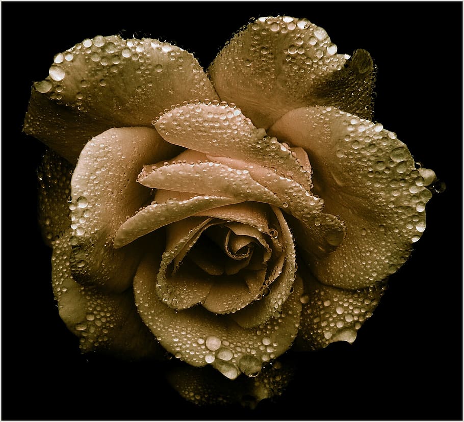 rosa, oro, romántico, flor, noble, gota de agua, fondo negro, frescura, foto de estudio, agua