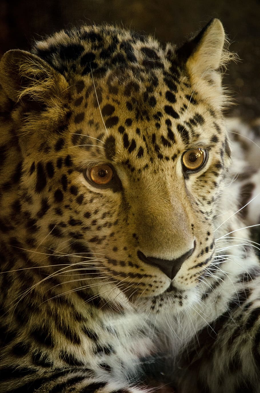 portrait photography, snow leopard, cat, animal world, carnivores, leopard, predator, red list, endangered, big cat
