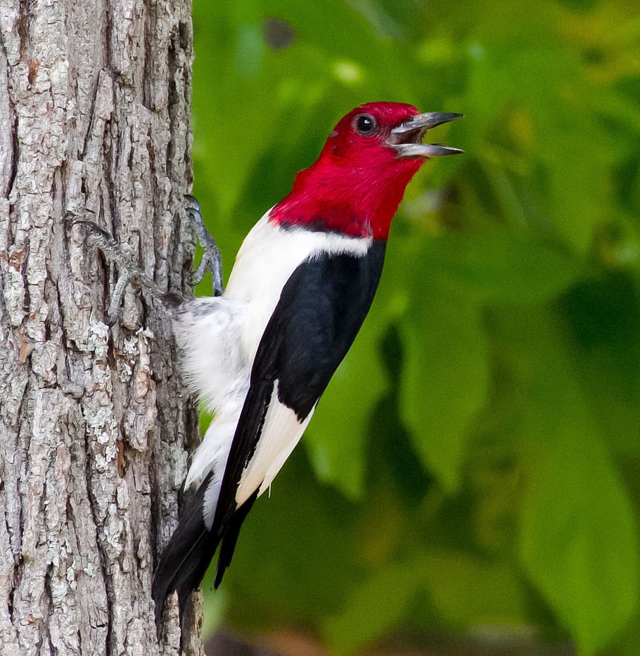 wood pecker, hanging, tree trunk, woodpecker, red, head, red-headed, bid, wildlife, red bid