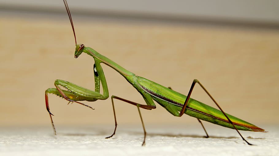 praying mantis, insects, beautiful, green, sand, fighter, male, insect, animal themes, animal