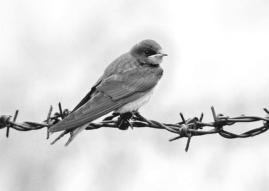 grayscale photography, swallow, perched, barbwire, schwalbe, bird, martin, feather, nature, sit