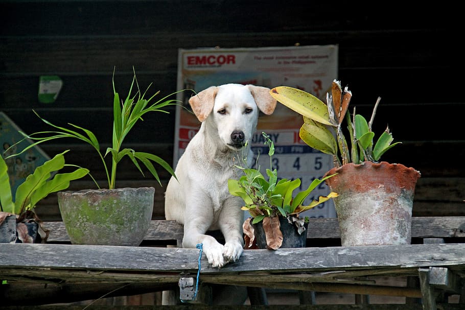 黄色 ラブラドールレトリバーの子犬 横 花 犬 ペット かわいい 子犬 表情 1匹の動物 Pxfuel