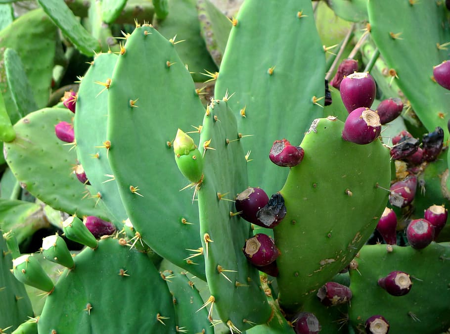 Prickly Pear, Cactus, Cactus Fruit, prickly pear, cactus, plant, fruit, green, red, green color, thorn