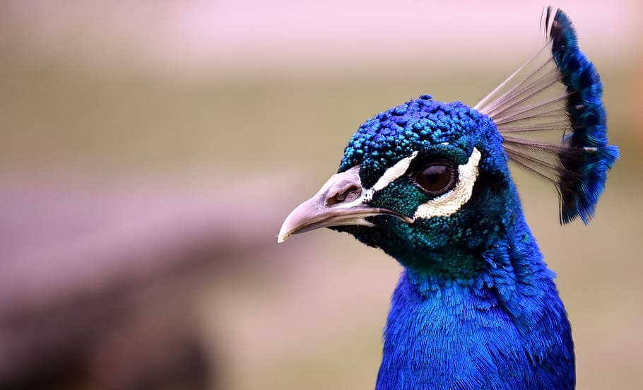 macro photography, blue, peacock, bird, poultry, feather, bill, nature, pride, beautiful