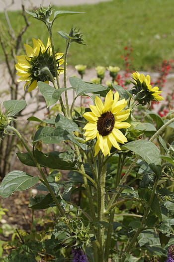 Página 49 | Fotos girasoles en flor libres de regalías | Pxfuel