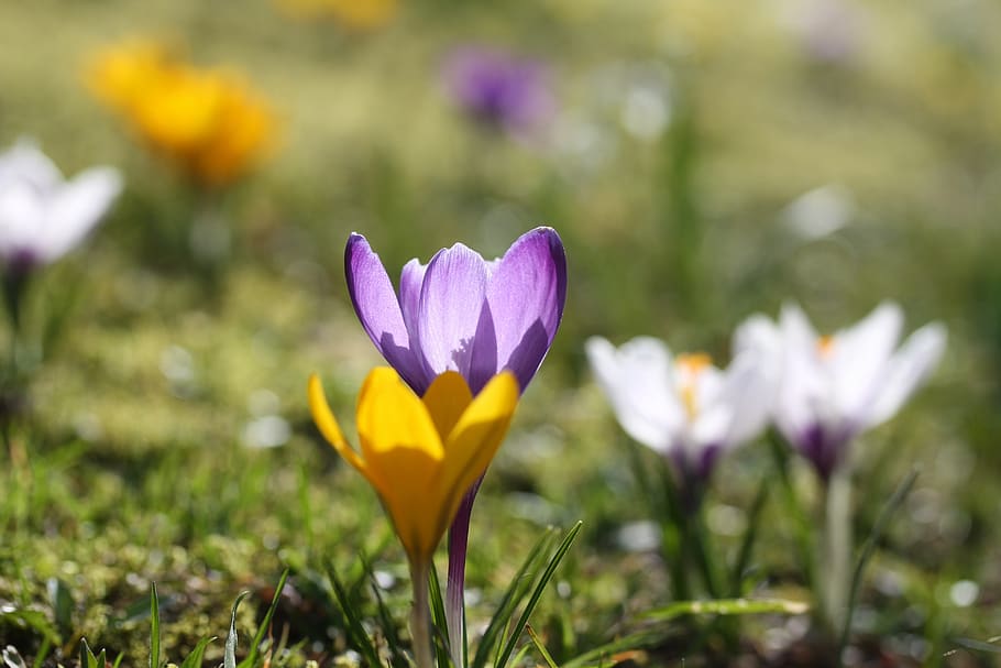 Early Flower видеозаписи