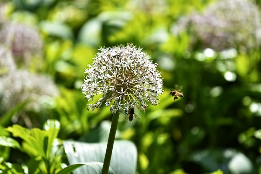 brown, bee, flying, flower, allium, allium sativum, blossom, onion, cultivated, ornamental