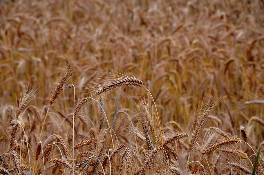 trigo, grãos, safras, agricultura, natureza, fazenda, campo, colheita, planta de cereal, planta