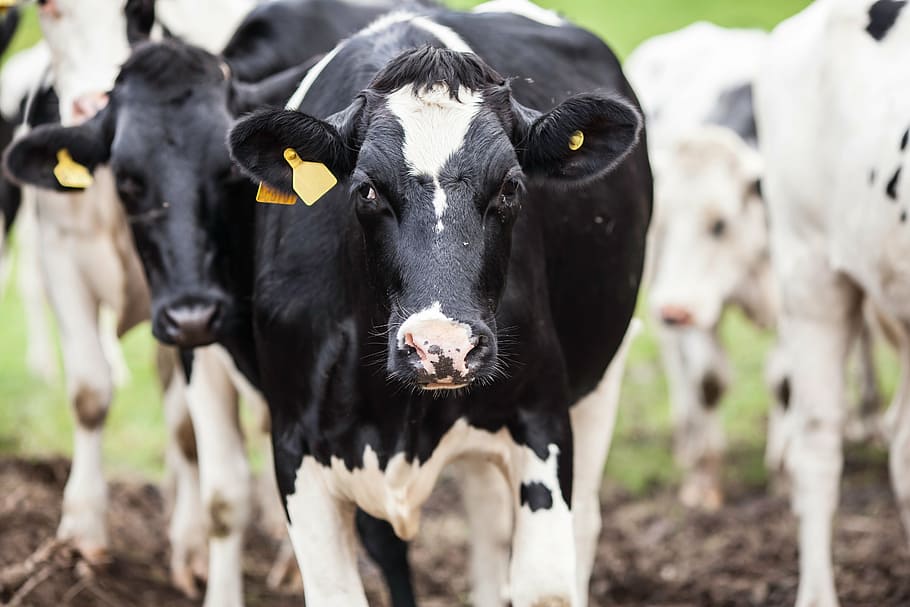 superficial, fotografía de enfoque, blanco, negro, vaca, animal, leche, granja, orejas, manada