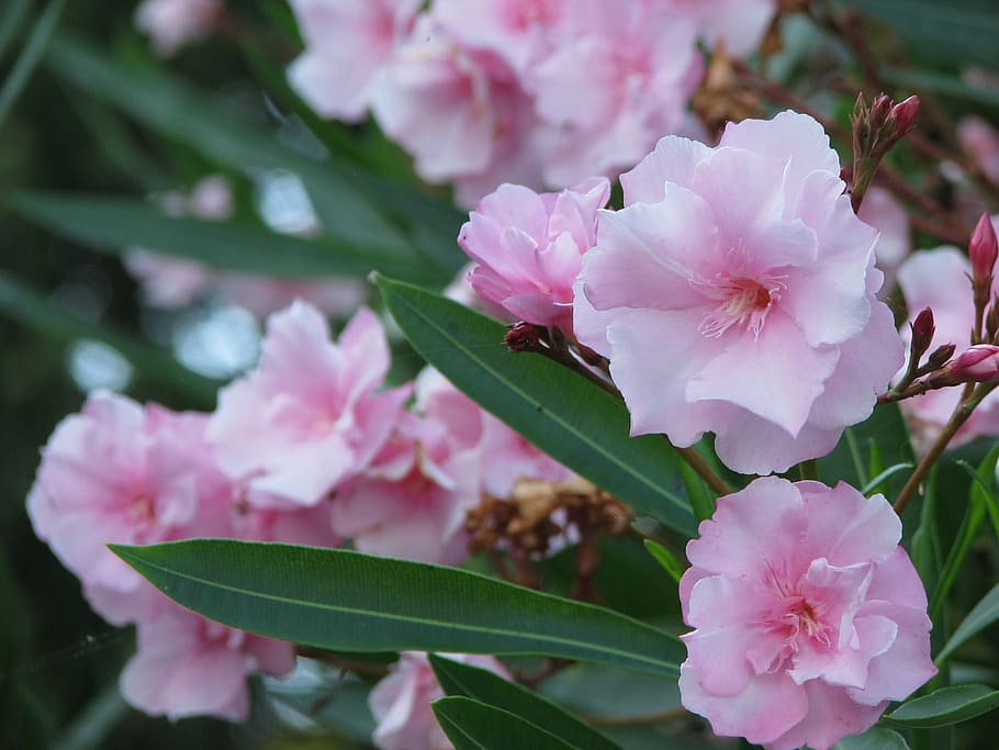 pink, oleander, bush, flowering plant, flower, fragility, vulnerability, beauty in nature, petal, freshness