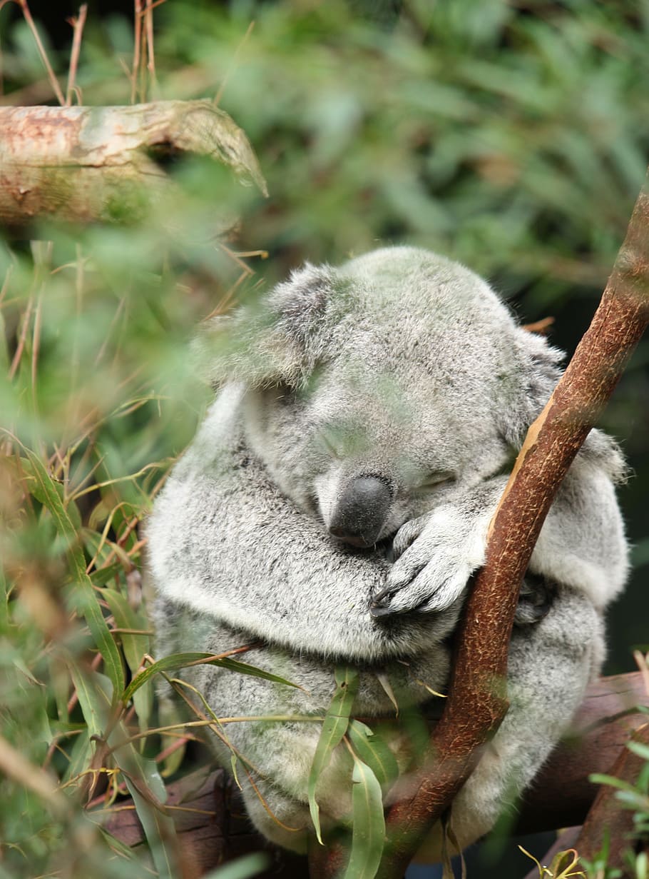 australia, koala, marsupial, animal, wildlife, tree, wild, nature, cute, eucalyptus