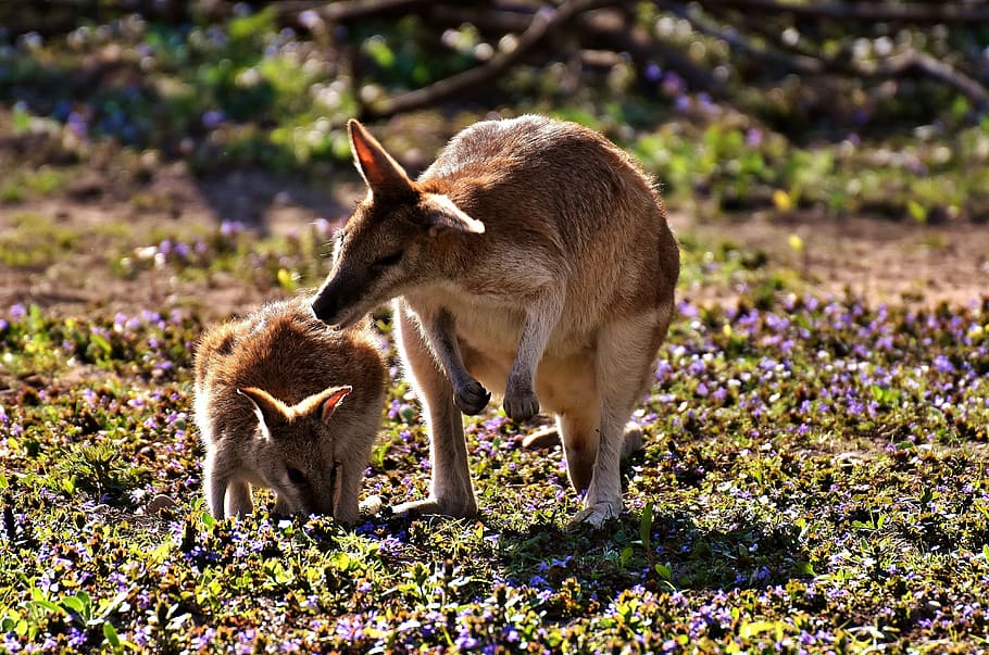 brown, kangaroo, joey, young animal, mother, wild animal, animal, young, child, animal world