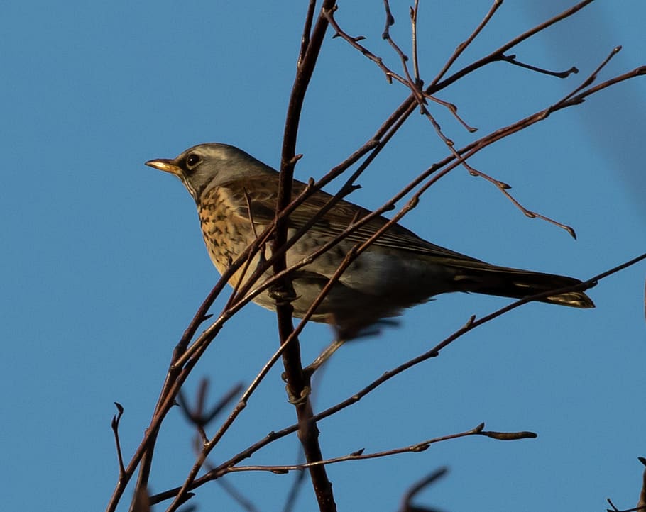 fieldfare, thrush, bird, migration, songbird, rowan, sparrow, animal ...