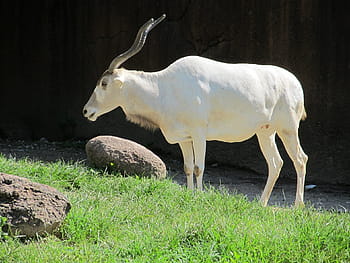 white antelope