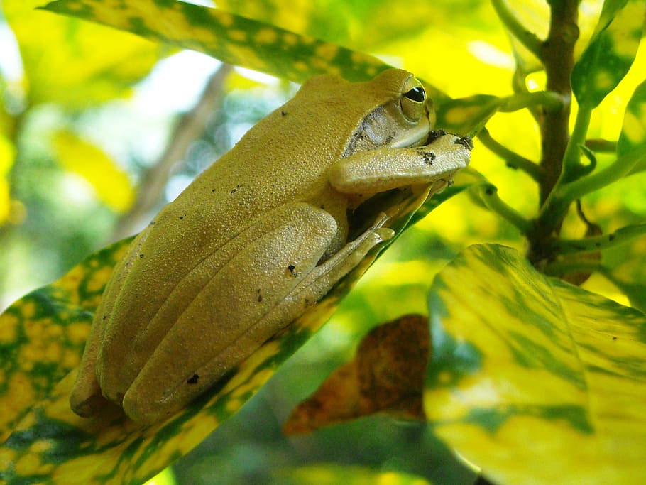 Frog, Yellow, Poison, Leaf, green, one animal, animal wildlife, reptile, animal themes, animals in the wild