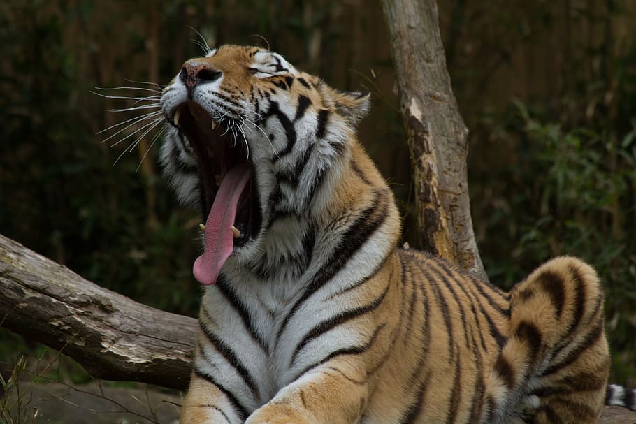 abertura do tigre de bengala, boca, tigre, sonolento, jardim zoológico, gato selvagem, relaxar, animais em estado selvagem, um animal, vida selvagem animal