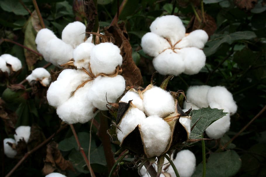 cotton, bt cotton, gmo, biotech cotton, gm crops, plants, india, agriculture, highyielding, insect resistant