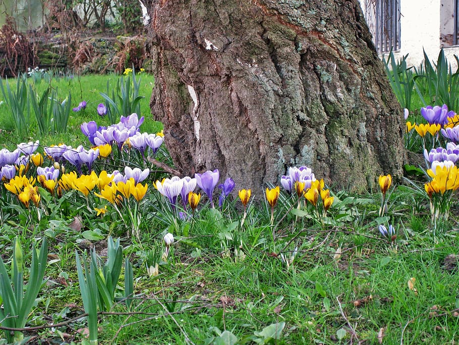 primavera en el jardín, azafrán, tronco de abedul, abedul, menuda y poderosa, amarillo, primavera, flores de azafrán, jardín, flores