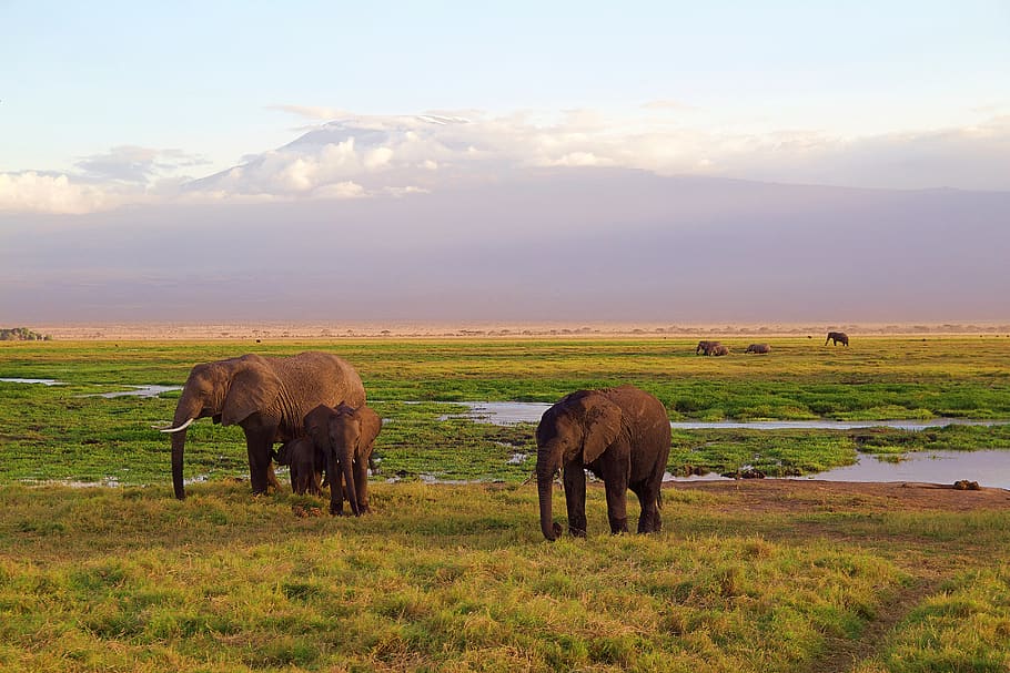 elephants, family, africa, park, national park, safari, kenya, animal world, wilderness, landscape