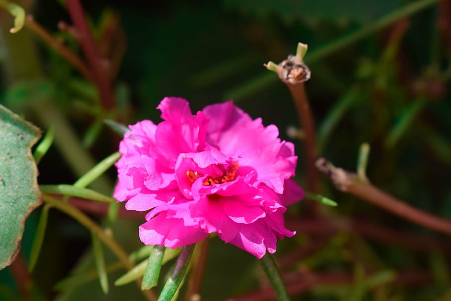 flower, green, pink, red, rose, plant, pink color, flowering plant, beauty in nature, close-up