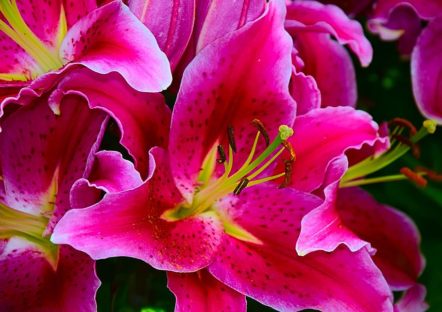 fotografi jarak dekat, merah muda, bunga lili stargazer, mekar, lily, daylily, putik, tutup, benang sari, bunga