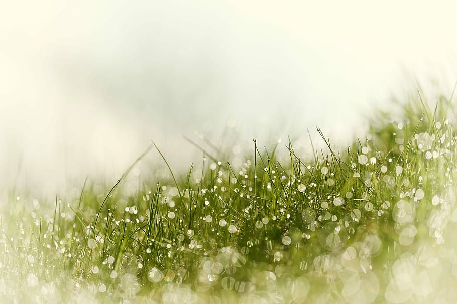 seletivo, fotografia de foco, verde, grama, orvalho da água, natureza, estação, planta, prado, gotejamento