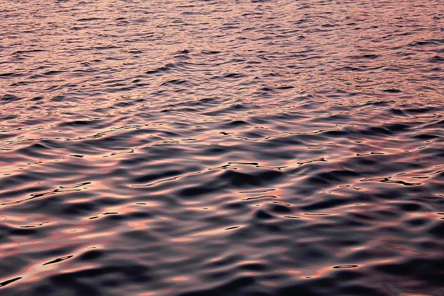 body of water, water, sea, ocean, nature, swim, pink, dawn, dusk, backgrounds