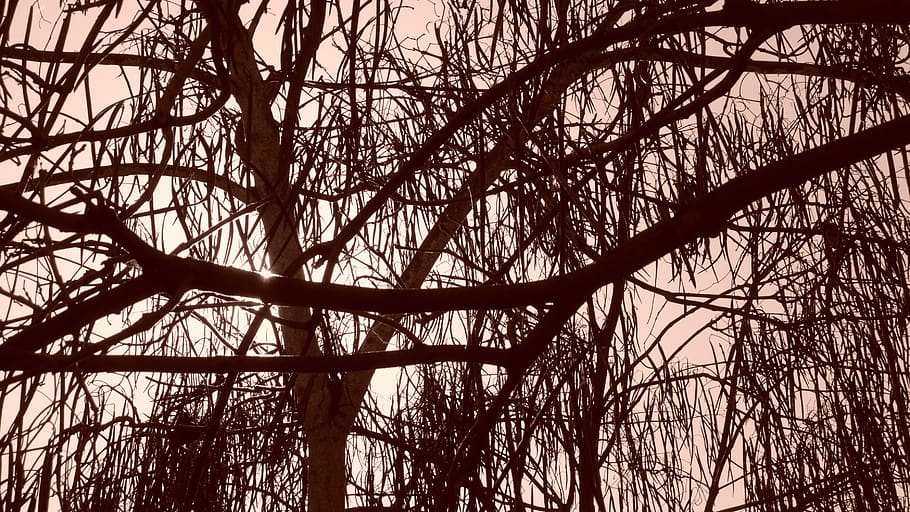 trees, sepia, branches, leaves, woods, trunk, wodden, woody, effects, reddish