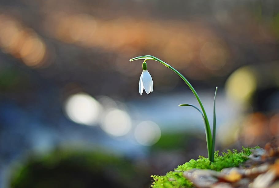 focus photography, white, snowflake flower, flower, snowdrop, spring, nature, bird, plant, beauty in nature