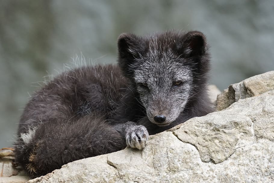 long-coated, black, animal, sitting, gray, concrete, surface, arctic fox, young, dormant