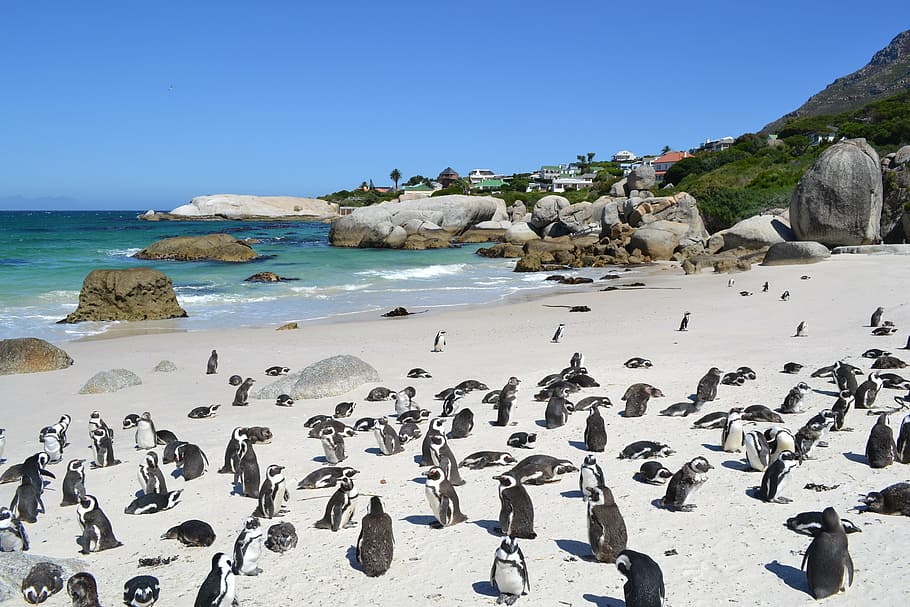 penguins, south africa, cape town, beach, ocean, sea, water, animal wildlife, land, animals in the wild