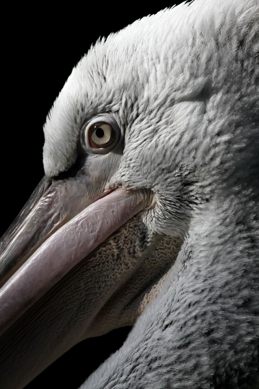 dalmatian pelican, blijdorp, diegaarde, zoo, rotterdam, animal, vertebrate, animal themes, one animal, close-up