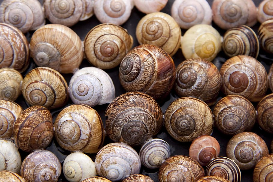 brown, sea shell lot, snail shells, arianta arbustorum, schalenweichtiere, reptiles, molluscs, snail, shell, pattern