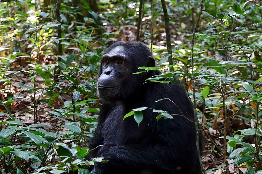 примат, обезьяна, лес, живая природа, шимпанзе, национальный парк Кибале, Уганда, животное, темы животных, черный цвет