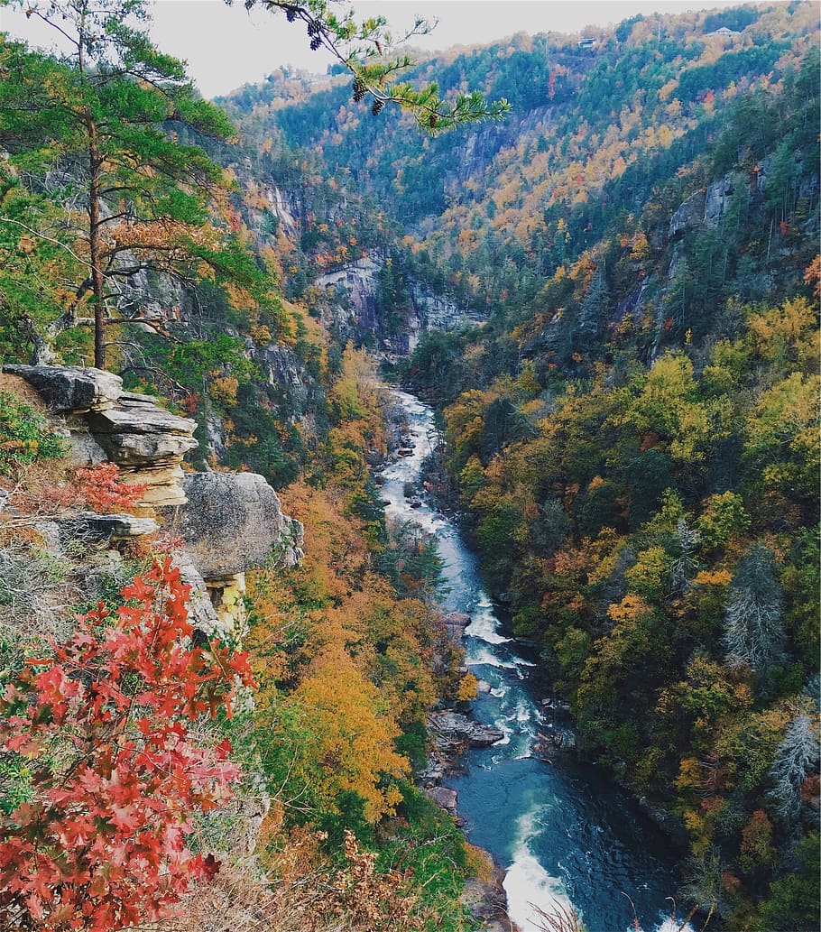 river, water, stream, nature, mountains, trees, autumn, leaves, tree, plant