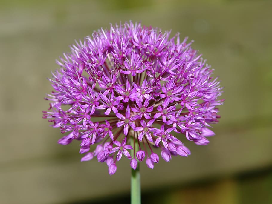 allium, ui, ornamental onion, allium giganteum, flower, purple, bloom, flowers, purple flower, screen