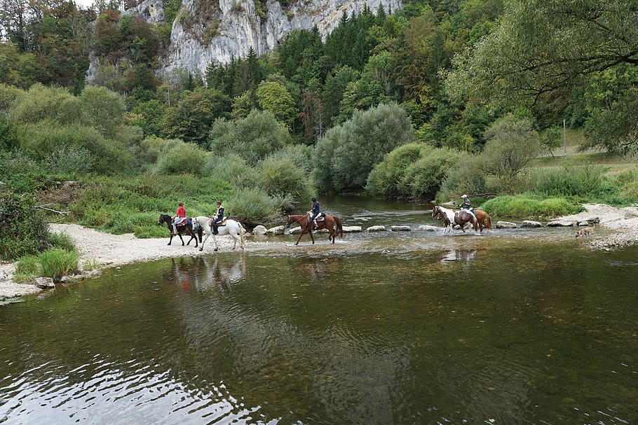 Horses, Danube, Water, Ride, Sport, water, ride, cross, danube valley, donauwelle, stones