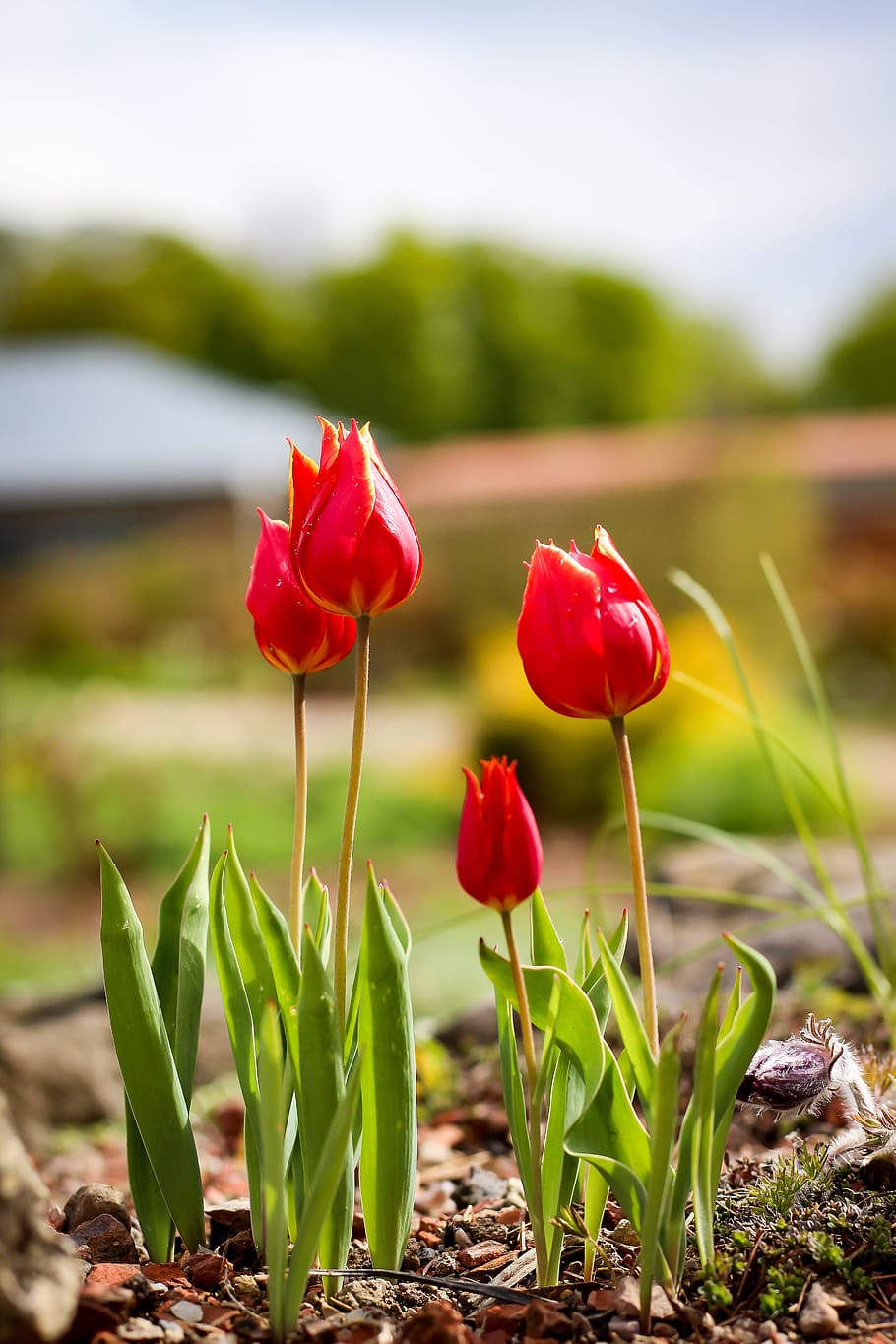 red, tulip flower, daytime, tulip, flower, tulips, flowers, spring, flora, light