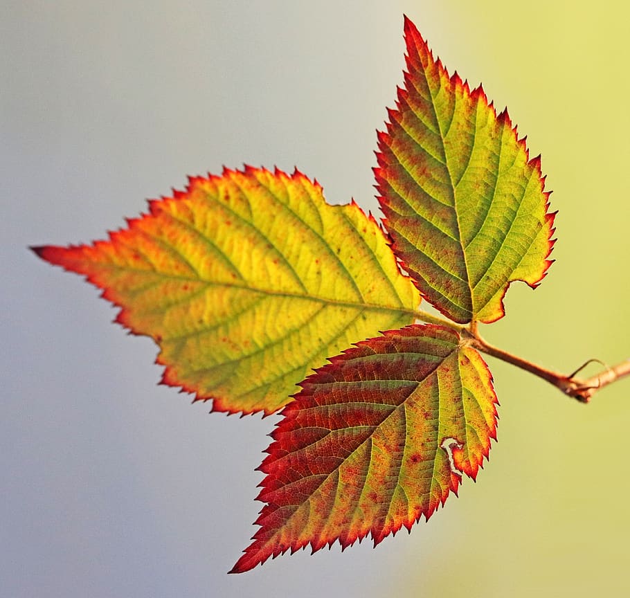 leaf, blackberry, autumn, colorful, plant, garden, nature, plant part, close-up, leaf vein