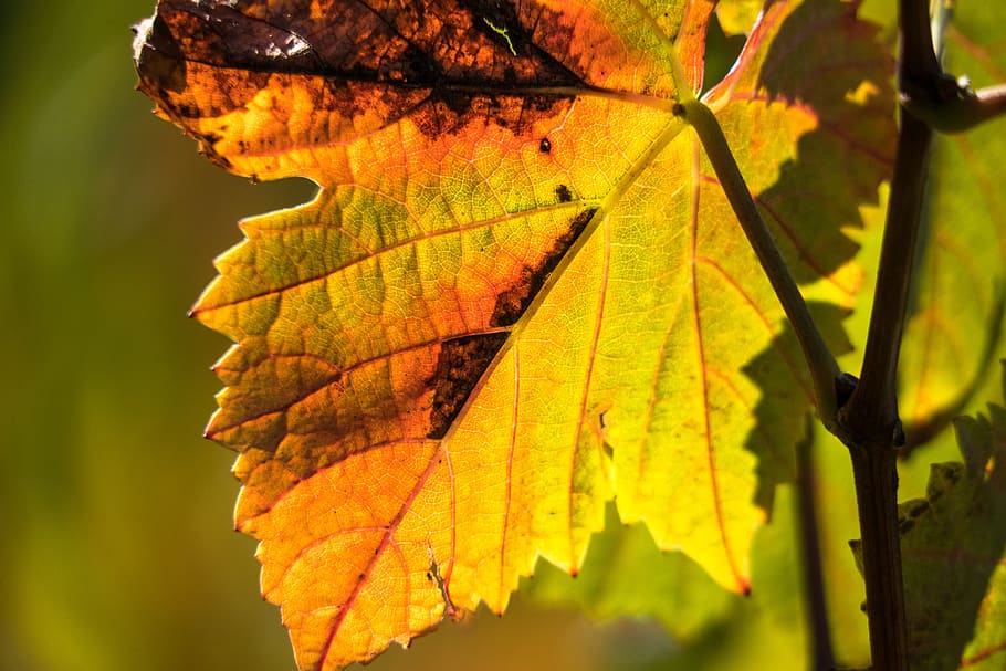 vine, leaf, structure, veins, wine, rebstock, vineyard, vines ...