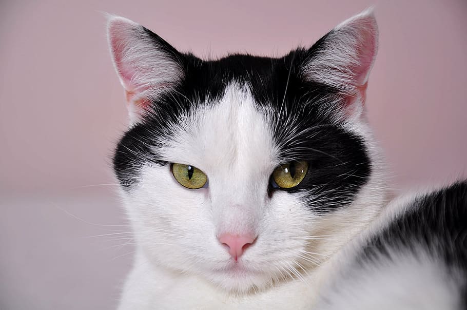 short-fur, white, black, cat, looking, straight, camera, cats, a normal cat, pet
