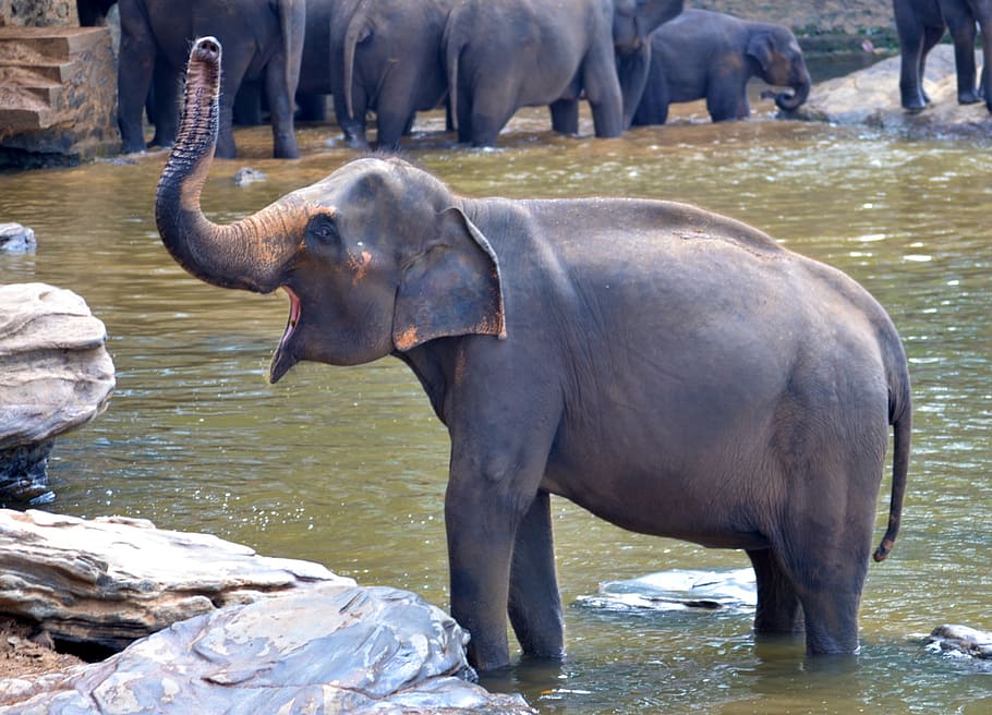 becerro de elefante, agua, manada, día, baño de elefante, elefante, elefante embarazada, elefante de baño, elefante hembra, gritos